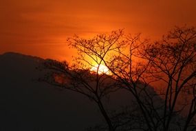 trees on a background of orange sunset