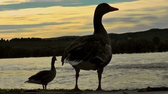 ducks on the lake at sunset