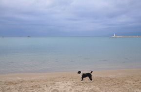 black and white puppy on the ocean