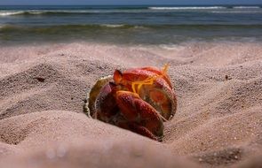 hermit crab in the sand