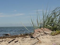 grass on a sandy beach