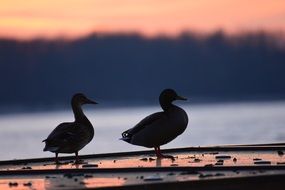 two ducks at sunset