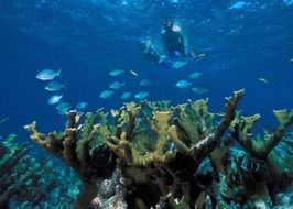 elkhorn coral reef