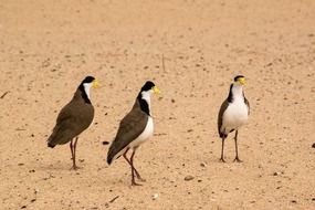 Spur-winged plovers in Sydney