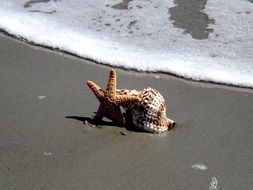 seashells on wet sand near the sea