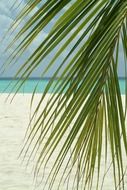 palm branch over the beach in the maldives