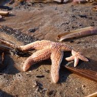 small and big starfishes on beach