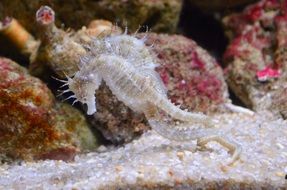 Seahorses in the water