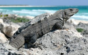 black spiny tailed iguana portrait