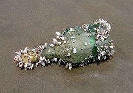 sea-washed bottle with shells in India