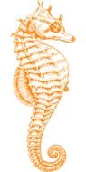 seahorse orange drawing