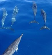 dolphins in blue water