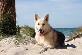 incredibly attractive dog hybrid