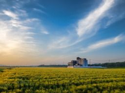 green wheat field under a cloudy sky