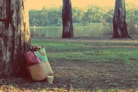 women's leather bag at the tree in the park