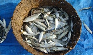 fresh caught fishes in a basket