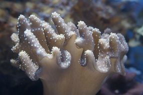 gorgeous coral