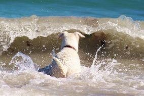 dog is having fun on the beach