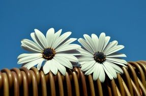 two white daisies on a chair