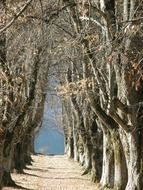 very beautiful tree avenue