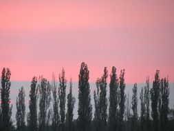 silhouettes of poplars at red sunset