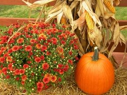 pumpkin harvest and red bush