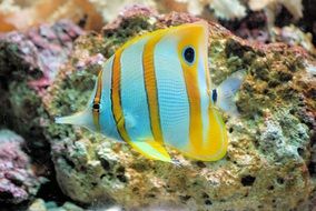 butterfly fish in water