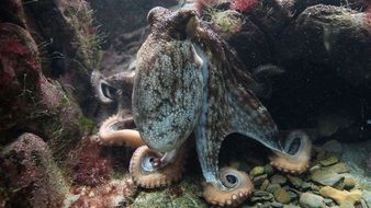 common octopus in wildlife