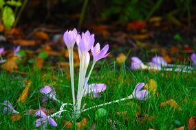 light purple crocus on a green lawn