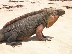 black iguana reptile