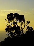 bush with the sunset back light