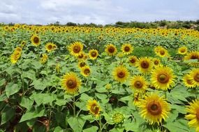field of blooming sunflowers, india, karnataka