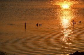 ducks on a quiet lake against the backdrop of a bright sunset