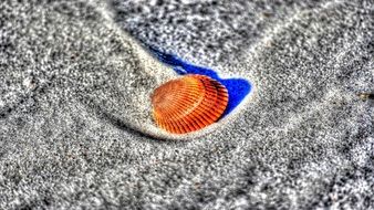 orange shell on gray sand