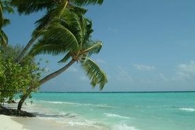 Palms on the beach on the maldives