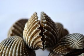 ocean scallops