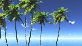 tall palm trees at blue sea