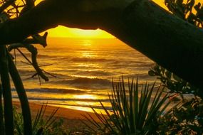 setting sun behind a tree trunk