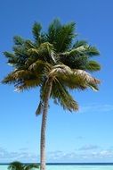 palm tree like exotic tree on a sunny beach