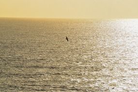 bird over the bottomless sea