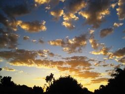golden loose clouds above the trees