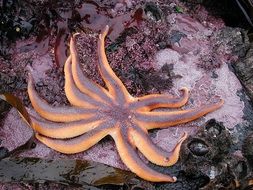 colorful tropical starfish on beach