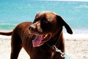 dog on a leash on the beach