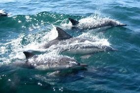 three dolphins swimming in water ocean sea