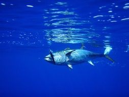 tuna fish