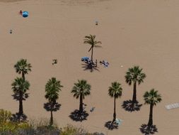 palm trees on sand playa las teresitas, tenerife