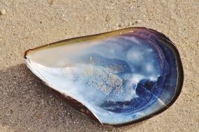 pearl oyster shell on sand