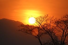 trees silhouette in the orange sunset light