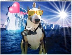 funny image of a dog with a camera on a background of mountains