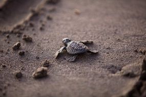 baby turtle